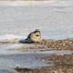 A horned lark on Fermilab’s campus.